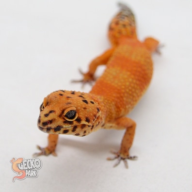 Leopard Geckos For Sale MorphMarket Europe